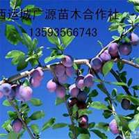 微信李子树头像_高清李子树微信头像