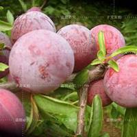 微信李子树头像_高清李子树微信头像