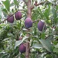 微信李子树头像_高清李子树微信头像