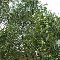 微信李子树头像_高清李子树微信头像