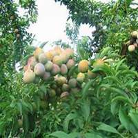 微信李子树头像_高清李子树微信头像