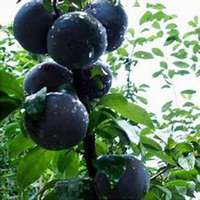 微信李子树头像_高清李子树微信头像