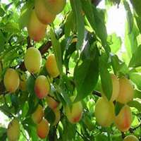 微信李子树头像_高清李子树微信头像