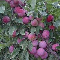 微信李子树头像_高清李子树微信头像