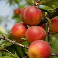 微信李子树头像_高清李子树微信头像