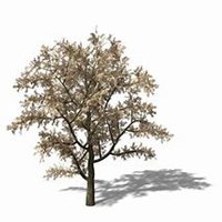 微信李子树头像_高清李子树微信头像