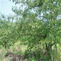 微信李子树头像_高清李子树微信头像