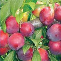 微信李子树头像_高清李子树微信头像