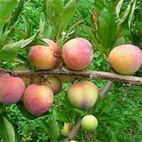 微信李子树头像_高清李子树微信头像