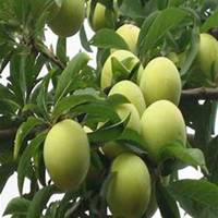 微信李子树头像_高清李子树微信头像