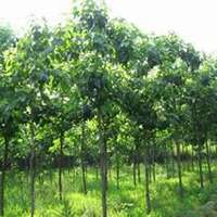 微信李子树头像_高清李子树微信头像