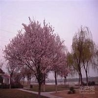 微信李子树头像_高清李子树微信头像