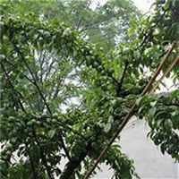 微信李子树头像_高清李子树微信头像