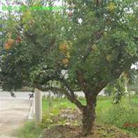 微信杏树头像_高清杏树微信头像