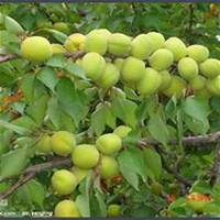 微信杏树头像_高清杏树微信头像