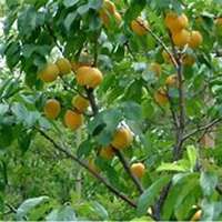 微信杏树头像_高清杏树微信头像