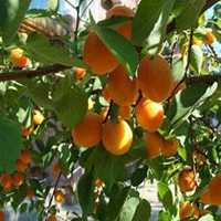 微信杏树头像_高清杏树微信头像