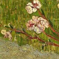 微信杏树头像_高清杏树微信头像