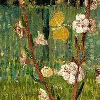 微信杏树头像_高清杏树微信头像