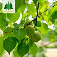 微信杏树头像_高清杏树微信头像