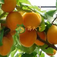 微信杏树头像_高清杏树微信头像