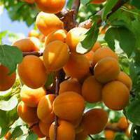 微信杏树头像_高清杏树微信头像