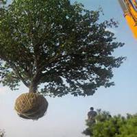 微信杏树头像_高清杏树微信头像