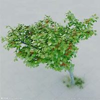 微信杏树头像_高清杏树微信头像