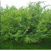 微信杏树头像_高清杏树微信头像