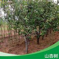 微信杏树头像_高清杏树微信头像