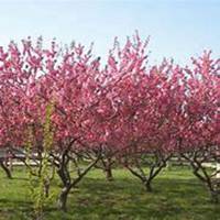 微信杏树头像_高清杏树微信头像