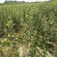 微信杏树头像_高清杏树微信头像