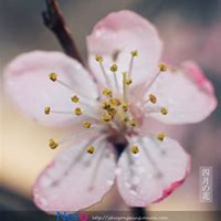 微信杏花头像_高清杏花花朵图片大全
