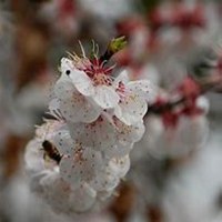 微信杏花头像_高清杏花花朵图片大全