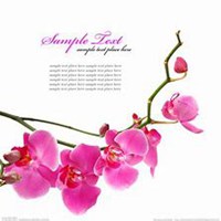 微信杏花头像_高清杏花花朵图片大全