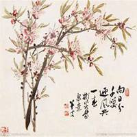 微信杏花头像_高清杏花花朵图片大全