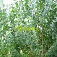 微信杨树头像_高清杨树微信头像