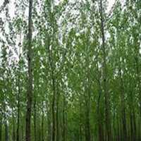 微信杨树头像_高清杨树微信头像