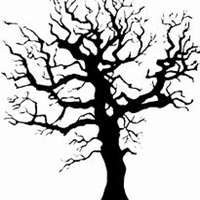 微信杨树头像_高清杨树微信头像