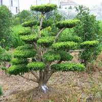 微信杨树头像_高清杨树微信头像