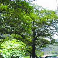 微信杨树头像_高清杨树微信头像