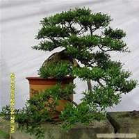 微信杨树头像_高清杨树微信头像