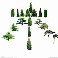 微信松树头像_高清松树微信头像