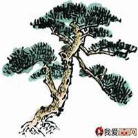 微信松树头像_高清松树微信头像