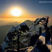 微信松树头像_高清松树微信头像