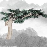 微信松树头像_高清松树微信头像