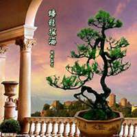 微信松树头像_高清松树微信头像