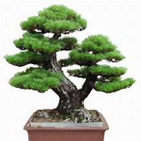 微信松树头像_高清松树微信头像