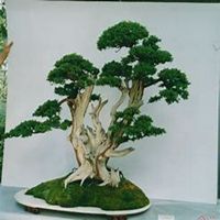 微信松树头像_高清松树微信头像