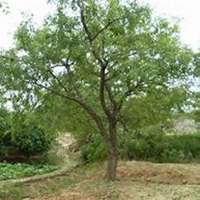 微信枣树头像_高清枣树微信头像